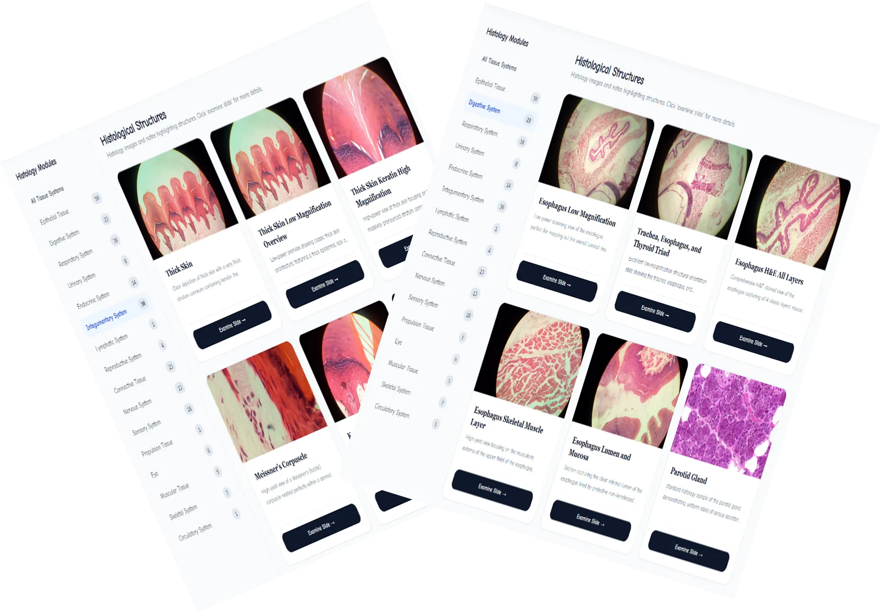 Histology Slide Atlas Preview